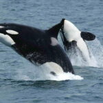 spania balenele ucigaşe atacă