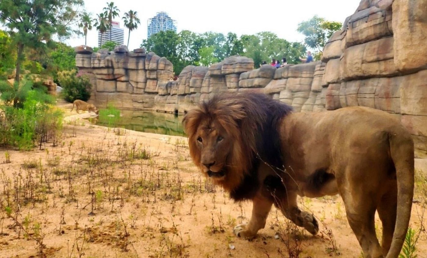 zoo barcelona