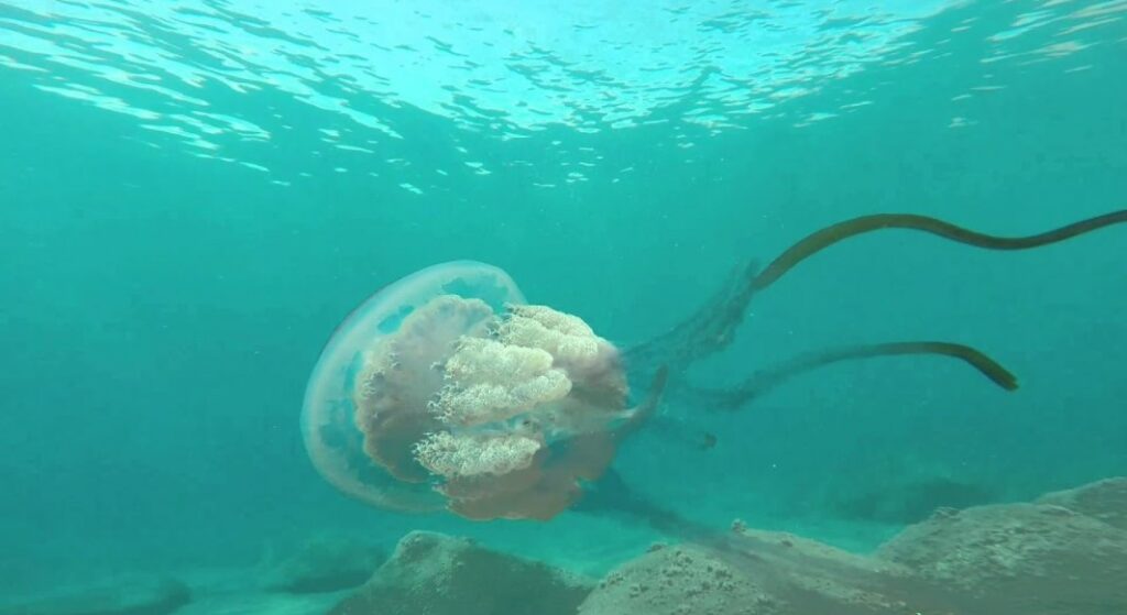 meduze gigant Spania