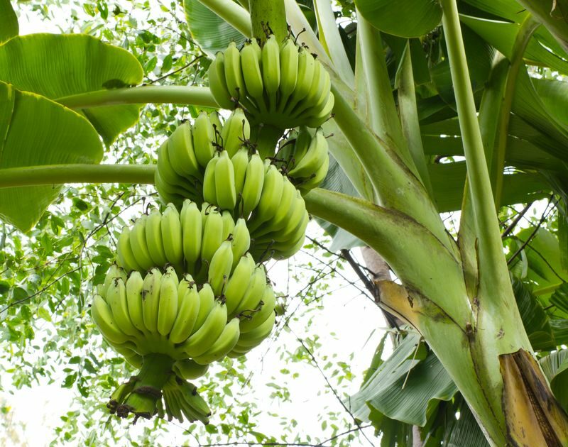 cultura banane la palma