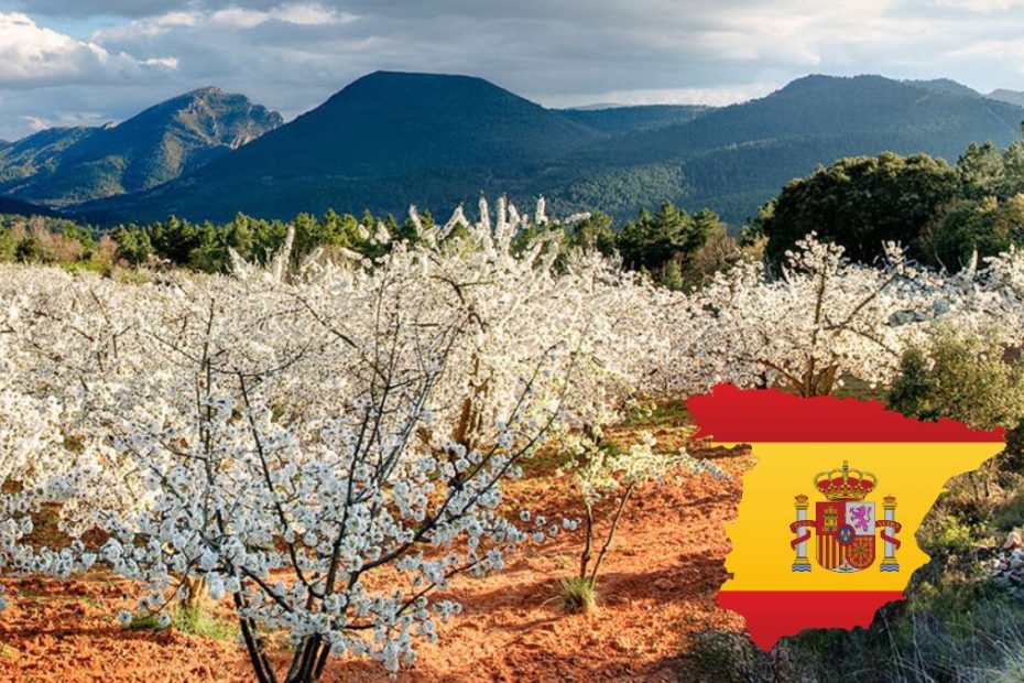 Festivalul cireșilor înfloriți în Spania