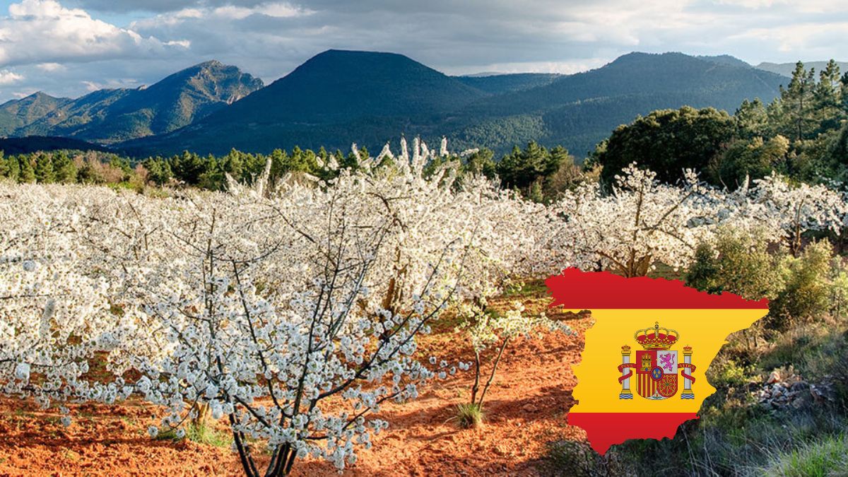Festivalul cireșilor înfloriți în Spania